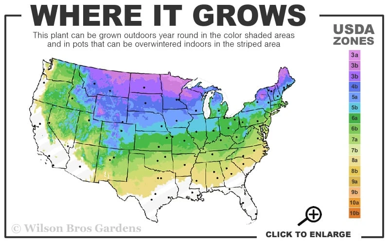 Phantom Hydrangea - 3 Gallon Pot 5 Phantom Hydrangea - 3 Gallon Pot - Image 3