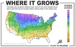Strawberry Sundae Hydrangea - 3 Gallon Pot 10 Strawberry Sundae Hydrangea - 3 Gallon Pot -Bush Sale Shop 3a 8b 3