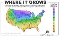 Invincibelle Sublime Smooth Hydrangea - 3 Gallon Pot 13 Invincibelle Sublime Smooth Hydrangea - 3 Gallon Pot -Bush Sale Shop 3a 9b 11