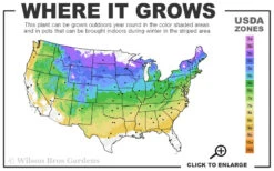 Sweet Azalea (Rhododendron Arborescens) - 3 Gallon Pot -Bush Sale Shop 4a 8b 11