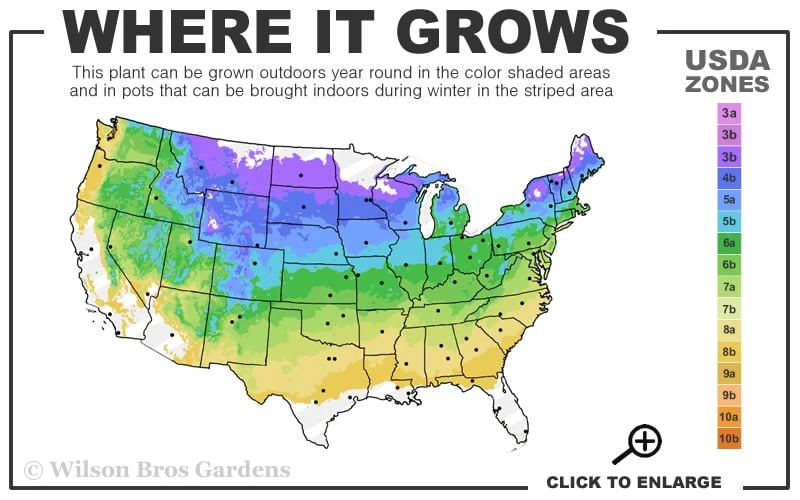 Maple Leaf Viburnum - 3 Gallon Pot 5 Maple Leaf Viburnum - 3 Gallon Pot - Image 3