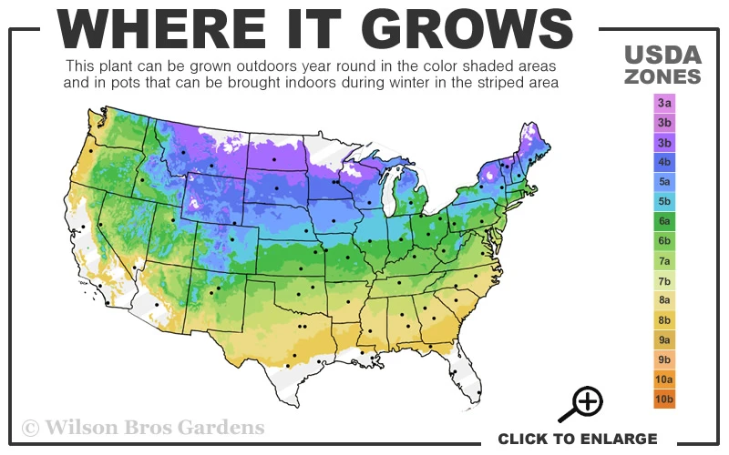 Vanilla Strawberry Hydrangea - 7 Gallon Pot 5 Vanilla Strawberry Hydrangea - 7 Gallon Pot - Image 3