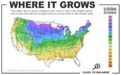 Ribbon Candy Swamp Azalea (Rhododendron Viscosum) - 1 Gallon Pot 10 Ribbon Candy Swamp Azalea (Rhododendron Viscosum) - 1 Gallon Pot -Bush Sale Shop 4a 8b 9