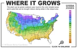 Climbing Hydrangea 'Petiolaris' - 2 Gallon Pot 15 Climbing Hydrangea 'Petiolaris' - 2 Gallon Pot -Bush Sale Shop 4a 9a