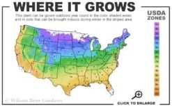 Let's Dance 'Can Do' Hydrangea - 3 Gallon Pot -Bush Sale Shop 4a 9b 13