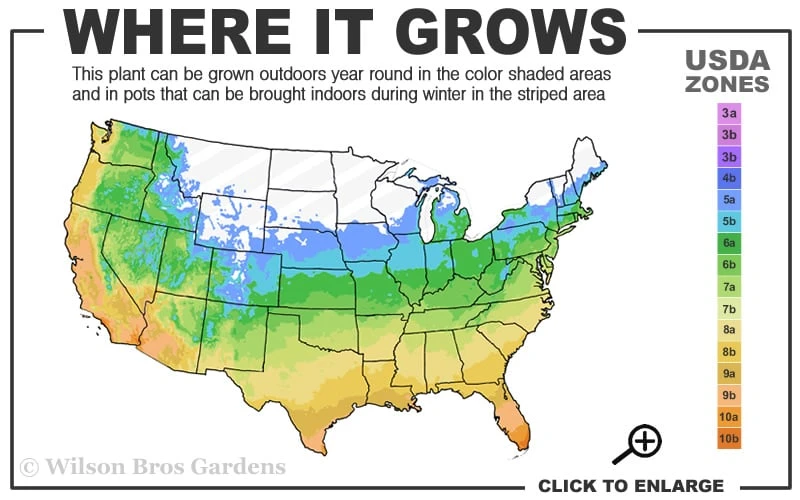 L.A. Dreamin Hydrangea - 3 Gallon Pot 5 L.A. Dreamin Hydrangea - 3 Gallon Pot - Image 3