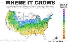 Stewartstonian Azalea - 1 Gallon Pot 13 Stewartstonian Azalea - 1 Gallon Pot -Bush Sale Shop 5a 8b 12