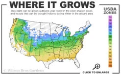 Garden Rainbow Tricolor Azalea (Rhododendron) - 6 Pack Of 1 Gallon Pots -Bush Sale Shop 5a 8b 18