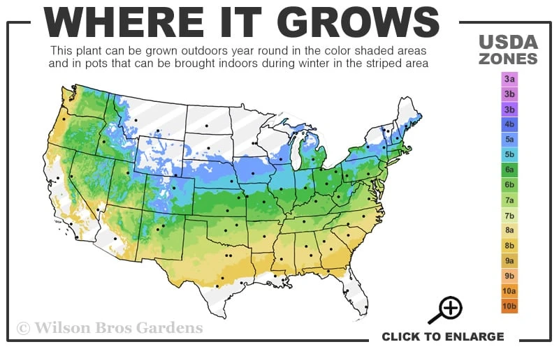 Dwarf English Boxwood - 1 Gallon Pot 5 Dwarf English Boxwood - 1 Gallon Pot - Image 3