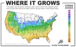 Piedmont Native Azalea - 3 Gallon Pot 10 Piedmont Native Azalea - 3 Gallon Pot -Bush Sale Shop 5a 9b 108
