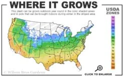 Mariesii Doublefile Viburnum - 3 Gallon Pot -Bush Sale Shop 5a 9b 115