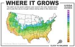 Shadow Sentry Pyramidal Boxwood - 3 Gallon Pot 9 Shadow Sentry Pyramidal Boxwood - 3 Gallon Pot -Bush Sale Shop 5b 9b
