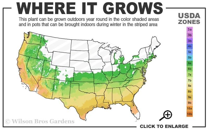 Chinese Snowball Viburnum Bush - 7 Gallon Pot (2-3') 5 Chinese Snowball Viburnum Bush - 7 Gallon Pot (2-3') - Image 3
