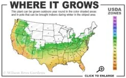 Summer Snow Gardenia - 3 Gallon Pot 12 Summer Snow Gardenia - 3 Gallon Pot -Bush Sale Shop 6a 10a 5