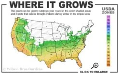 Snow Flurry Hardy Gardenia - 1 Gallon Pot -Bush Sale Shop 6a 10a 6