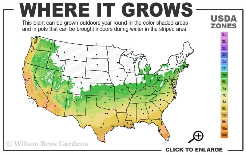 Snow Flurry Hardy Gardenia - 3 Gallon Pot 5 Snow Flurry Hardy Gardenia - 3 Gallon Pot - Image 3