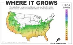 Florida Flame Native Azalea (Rhododendron Austrinum) - 3 Gallon Pot 12 Florida Flame Native Azalea (Rhododendron Austrinum) - 3 Gallon Pot -Bush Sale Shop 6a 10b 9
