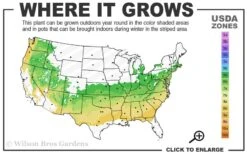 Dwarf Variegated Boxwood - 5 Gallon Pot 10 Dwarf Variegated Boxwood - 5 Gallon Pot -Bush Sale Shop 6a 8b 17