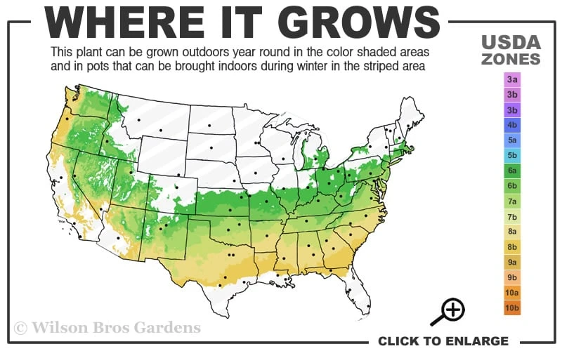 Elegans Variegated Boxwood - Buxus Sempervirens 'Elegantissima' - 6 Pack Of 1 Gallon Pots 5 Elegans Variegated Boxwood - Buxus Sempervirens 'Elegantissima' - 6 Pack Of 1 Gallon Pots - Image 3