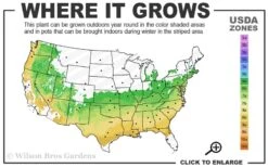 Sir Robert Dwarf Azalea - 3 Gallon Pot 10 Sir Robert Dwarf Azalea - 3 Gallon Pot -Bush Sale Shop 6a 9a