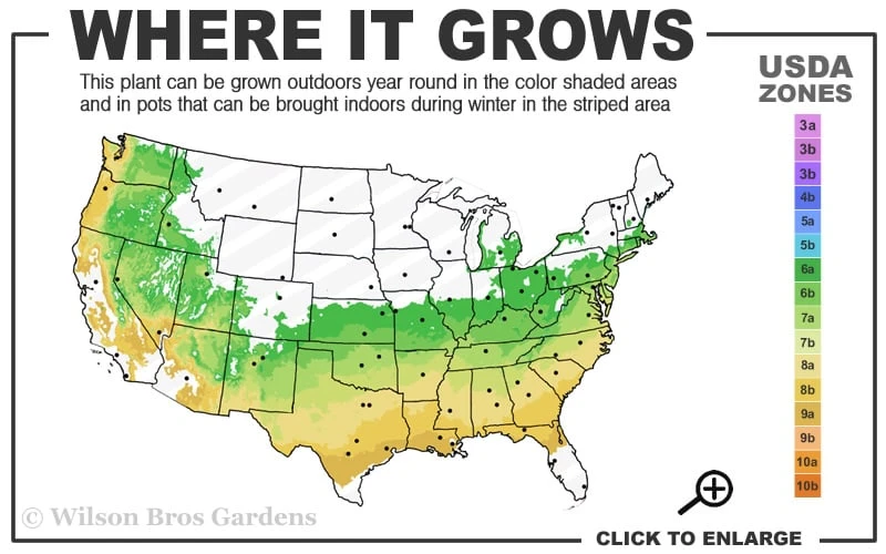 Sir Robert Dwarf Azalea - 3 Gallon Pot 5 Sir Robert Dwarf Azalea - 3 Gallon Pot - Image 3