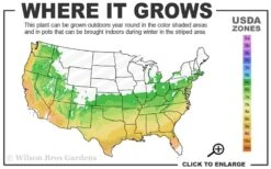 Touch Of Pink Aromi Azalea (Rhododendron Hybrid) - 3 Gallon Pot 11 Touch Of Pink Aromi Azalea (Rhododendron Hybrid) - 3 Gallon Pot -Bush Sale Shop 6a 9b 89