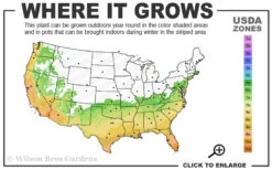 Blood Of China Fragrant Red Camellia Japonica - 7 Gallon Pot 8 Blood Of China Fragrant Red Camellia Japonica - 7 Gallon Pot -Bush Sale Shop 6b 10b 3
