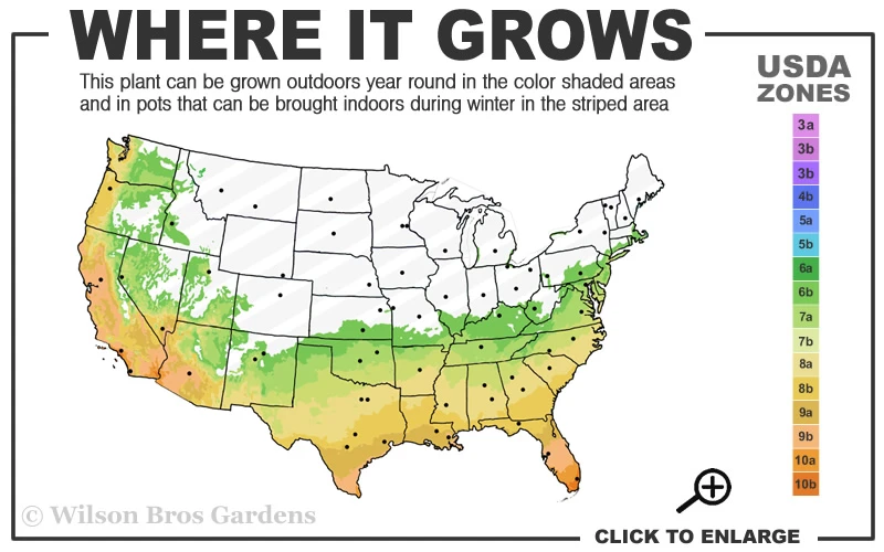 Blood Of China Fragrant Red Camellia Japonica - 7 Gallon Pot 5 Blood Of China Fragrant Red Camellia Japonica - 7 Gallon Pot - Image 3