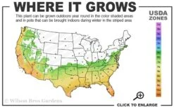 Fortune's Cold Hardy Tea Olive (Fragrant Osmanthus) - 7 Gallon Pot (4-5') 10 Fortune's Cold Hardy Tea Olive (Fragrant Osmanthus) - 7 Gallon Pot (4-5') -Bush Sale Shop 6b 10b 9