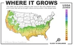 Lavender Twist Bloom 'N Again Azalea - 2 Gallon Pot 7 Lavender Twist Bloom 'N Again Azalea - 2 Gallon Pot -Bush Sale Shop 6b 9b 22