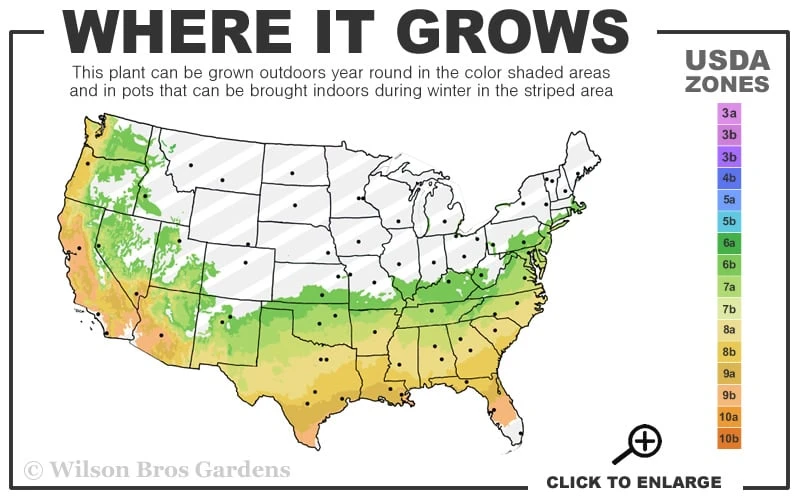 Snow Flurry Cold Hardy Camellia Hybrid - 3 Gallon Pot 5 Snow Flurry Cold Hardy Camellia Hybrid - 3 Gallon Pot - Image 3