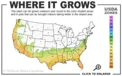 Pink Snow Camellia Sasanqua - 7 Gallon Pot (3-4') -Bush Sale Shop 7a 10a 1