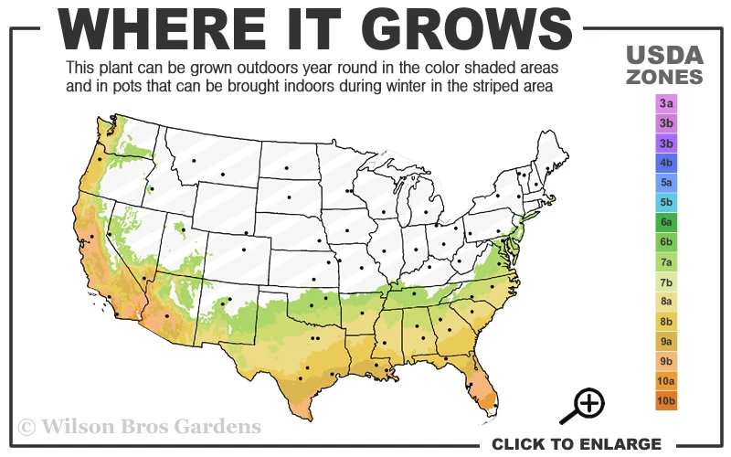 Pink Snow Camellia Sasanqua - 7 Gallon Pot (2-3') 5 Pink Snow Camellia Sasanqua - 7 Gallon Pot (2-3') - Image 3