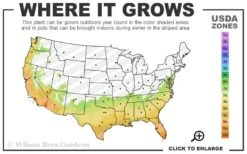 Pink Flush Variegated Tea Olive (Osmanthus Fragrans 'Yinbi Shuanghui') - 6 Pack Of Quart Pots 10 Pink Flush Variegated Tea Olive (Osmanthus Fragrans 'Yinbi Shuanghui') - 6 Pack Of Quart Pots -Bush Sale Shop 7a 10b 140