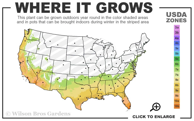 Lady Vansittart Multicolor Camellia Japonica - 6 Pack Of 1 Gallon Pots 5 Lady Vansittart Multicolor Camellia Japonica - 6 Pack Of 1 Gallon Pots - Image 3