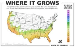 Desire Camellia Japonica - 3 Gallon Pot 9 Desire Camellia Japonica - 3 Gallon Pot -Bush Sale Shop 7a 10b 8