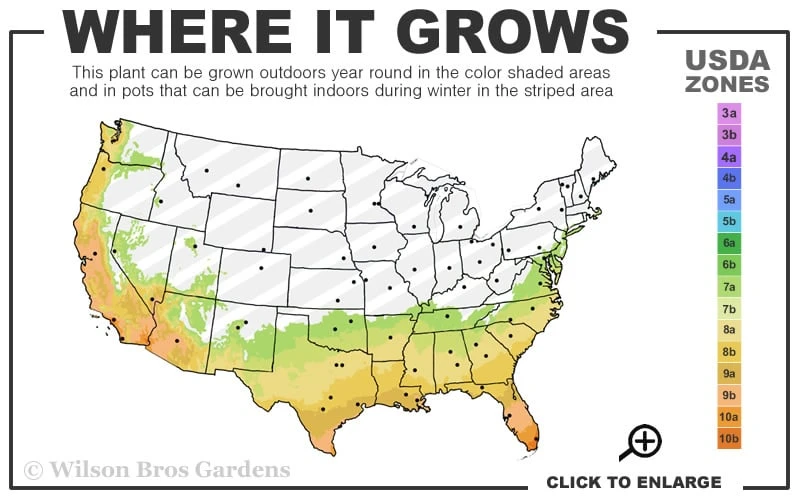 Jerry Hill Pink Camellia - 3 Gallon Pot 5 Jerry Hill Pink Camellia - 3 Gallon Pot - Image 3