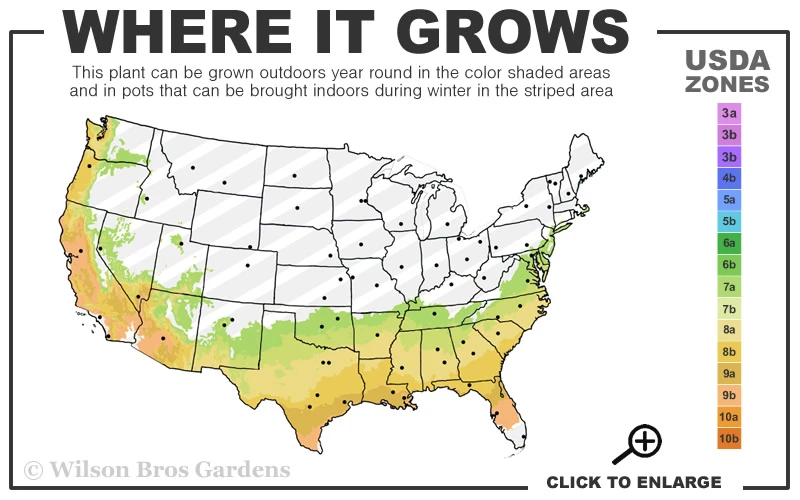 Snowball Bloom 'N Again Azalea - 6 Pack Of 1 Gallon Pots 5 Snowball Bloom 'N Again Azalea - 6 Pack Of 1 Gallon Pots - Image 3