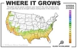 Moonlit Lace Viburnum - 6 Pack Of 1 Gallon Pots -Bush Sale Shop 7a 9b thumbnail 1