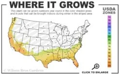 Mardi Gras Southern Indica Azalea - 3 Gallon Pot 8 Mardi Gras Southern Indica Azalea - 3 Gallon Pot -Bush Sale Shop 7b 10b 23