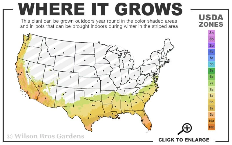 Radicans Creeping Dwarf Gardenia - 1 Gallon Pot 5 Radicans Creeping Dwarf Gardenia - 1 Gallon Pot - Image 3