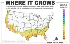 Jerry Donnan Camellia Japonica - 3 Gallon Pot 7 Jerry Donnan Camellia Japonica - 3 Gallon Pot -Bush Sale Shop 7b 9b 2