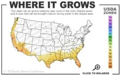 Look Again Camellia Japonica - 1 Gallon Pot 9 Look Again Camellia Japonica - 1 Gallon Pot -Bush Sale Shop 8a 11 4