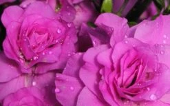 Amelia Rose Azalea - 3 Gallon Pot 11 Amelia Rose Azalea - 3 Gallon Pot -Bush Sale Shop Azalea Amelia Rose 1