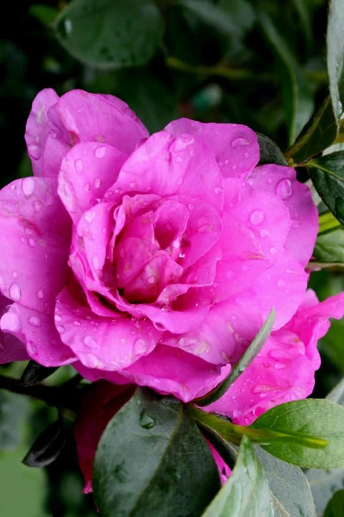 Amelia Rose Azalea - 1 Gallon Pot 6 Amelia Rose Azalea - 1 Gallon Pot - Image 4