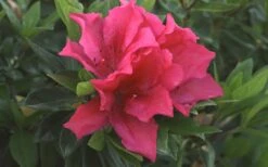 Brilliant Southern Indica Azalea - 1 Gallon Pot 10 Brilliant Southern Indica Azalea - 1 Gallon Pot -Bush Sale Shop Azalea Brilliant 1