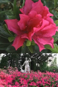 Brilliant Southern Indica Azalea - 1 Gallon Pot 11 Brilliant Southern Indica Azalea - 1 Gallon Pot -Bush Sale Shop Azalea Brilliant 500x700 1