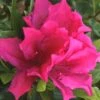 Brilliant Southern Indica Azalea - 1 Gallon Pot 1 Brilliant Southern Indica Azalea - 1 Gallon Pot -Bush Sale Shop Azalea Brilliant 6