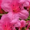 Chinzan Dwarf Azalea - 3 Gallon Pot 1 Chinzan Dwarf Azalea - 3 Gallon Pot -Bush Sale Shop Azalea Chinzan 21 1