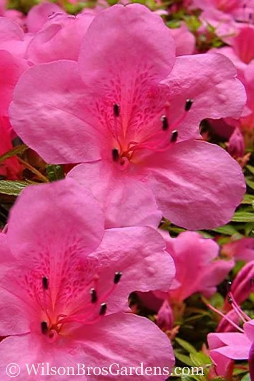 Chinzan Dwarf Azalea - 6 Pack Of 1 Gallon Pots 3 Chinzan Dwarf Azalea - 6 Pack Of 1 Gallon Pots